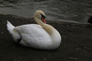 une vue d'un cygne muet photo