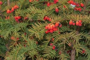 if à fruits rouges. taxus baccata. branche avec des baies mûres. baies rouges poussant sur des branches d'if à feuilles persistantes. if européen avec des cônes matures. conifère vert aux baies rouges. photo