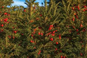 if à fruits rouges. taxus baccata. branche avec des baies mûres. baies rouges poussant sur des branches d'if à feuilles persistantes. if européen avec des cônes matures. conifère vert aux baies rouges. photo