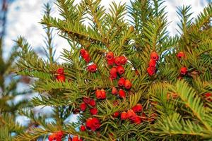 if à fruits rouges. taxus baccata. branche avec des baies mûres. baies rouges poussant sur des branches d'if à feuilles persistantes. if européen avec des cônes matures. conifère vert aux baies rouges. photo