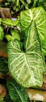 portrait de feuilles de taro ornementales de couleur vert vif, photo prise sous un angle supérieur