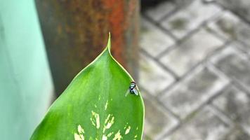 une mouche qui se trouve sur les feuilles de dieffenbachia photo