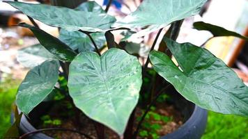 alocasia keladi néon. a de très belles feuilles photo