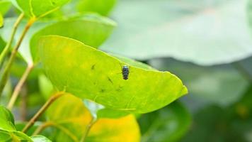 une mouche noire qui est perchée sur une feuille verte a un arrière-plan flou de feuille verte photo