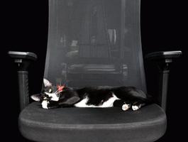 chat noir dormant sur un fauteuil noir