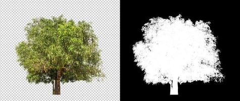 arbre sur fond d'image transparent avec chemin de détourage, arbre unique avec chemin de détourage et canal alpha photo