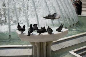 pigeons de la ville au bord de la fontaine photo