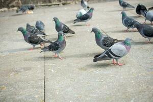 pigeons dans la rue