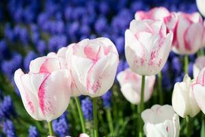 tulipes de différentes couleurs dans la nature au printemps photo