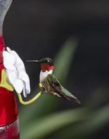 Colibri à gorge rubis au mangeoire photo