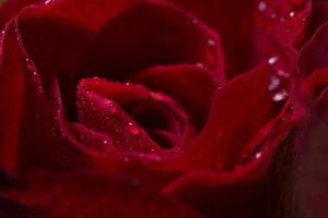 gros plan de belles roses rouges photo