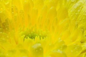 fleur de chrysanthèmes jaunes photo