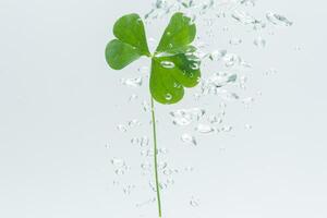 plante verte et bulles dans l'eau photo