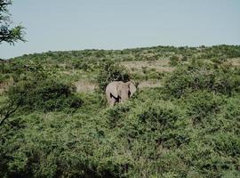 éléphant debout près des arbres