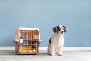 Mignon bichon frisé chien assis par travel pet carrier, blue wall background photo