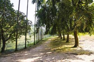 une rangée de rangées d'arbres dans la vue sur le paysage du parc photo