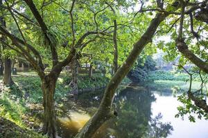 arbre vert naturel dans le parc photo