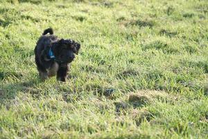 chiot goldendoodle jouant sur un pré. chien hybride qui ne provoque pas d'allergie aux poils d'animaux photo