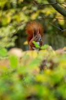 écureuil roux posant photo