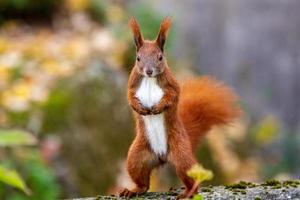 écureuil roux posant photo