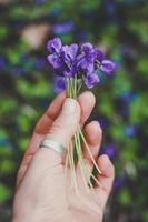 gros plan photo de concept de petites fleurs violettes