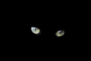 yeux de chat sur fond noir photo