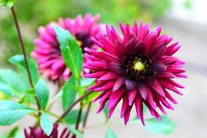 fleur de dahlia violet, fleur de dahlia papillon. photo