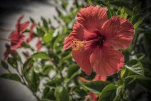 Une photo en gros plan d'une fleur d'hibiscus rouge en Grèce