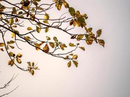 les cimes des tecks perdent leurs feuilles à la saison sèche photo