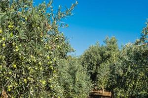 oliveraie, agriculture traditionnelle, collecte et culture d'olives naturelles écologiques. mise au point sélective au premier plan, idée d'arrière-plan et publicité pour les produits agricoles et écologiques photo