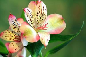 belles fleurs de lys photo