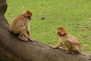 bébés singes macaques de barbarie photo