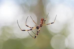 une araignée trichonephila clavipes originaire d'amérique du nord et du sud. photo