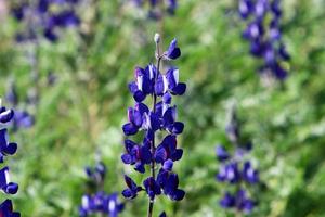 le lupin fleurit dans une clairière. photo