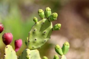 un grand cactus épineux pousse dans un parc de la ville. photo