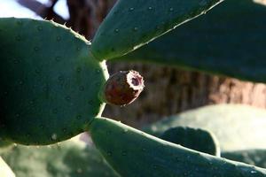 un grand cactus épineux pousse dans un parc de la ville. photo