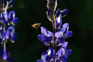 le lupin fleurit dans une clairière. photo