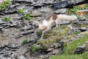 un renard arctique en pelage d'été, à la recherche d'oiseaux et d'œufs photo