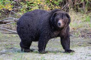 ours brun grizzli à bella coola photo