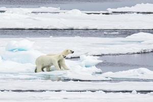 bébés ours polaires sur la glace de mer dans l'arctique photo