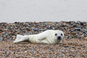 bébé phoque gris sur la plage à blakeney point photo