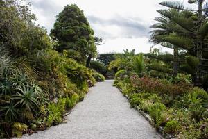 jardins tropicaux avec palmiers à funchal, madère photo