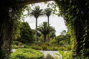 jardin tropical avec palmier dans les îles scilly photo