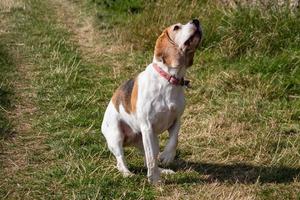 un chien beagle photo