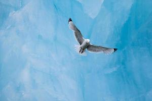 une mouette tridactyle volant devant un iceberg dans l'arctique photo