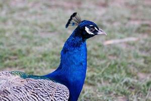 une tête bleue de paon photo