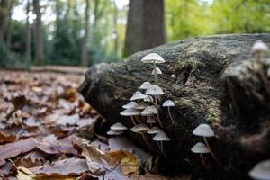 champignon poussant sur du bois pourri dans la forêt photo