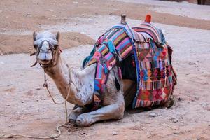 Un chameau allongé dans le sable à Petra en Jordanie photo