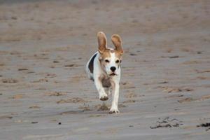 un chien beagle jouant sur la plage photo