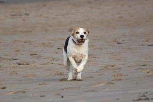 un chien beagle jouant sur la plage photo